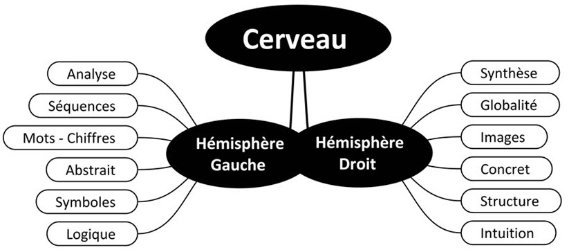 2 hémisphères cérébraux