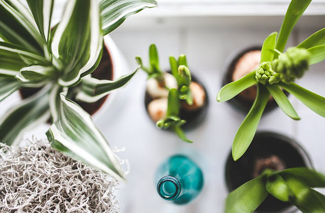 p38-plantes-bureau